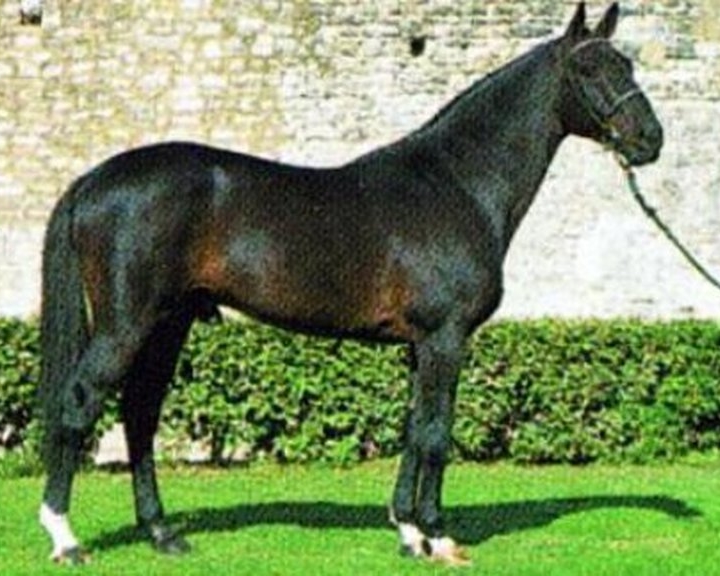 Narcos II - French Showjumping Stallion